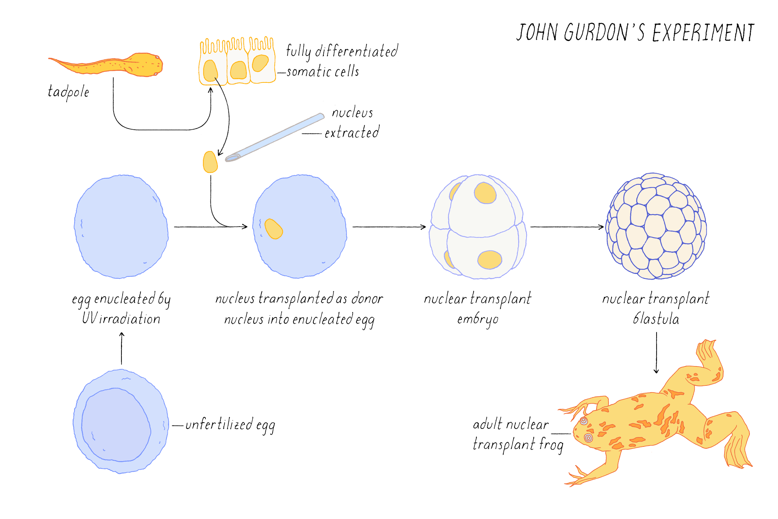 Cell Biology, Genetics & Neuroscience | Narratives & Key